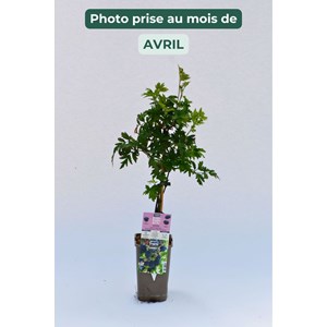 Mûrier sans épine 'thornless evergreen