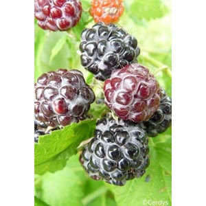 Framboisier 'black jewel' taille du pot - en pot de 1,5 litres