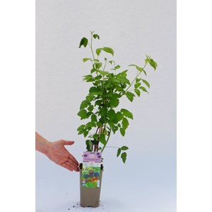 Framboisier 'black jewel' taille du pot