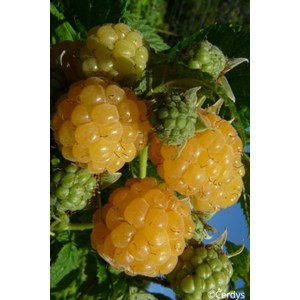 Framboisier 'golden everest' taille du p