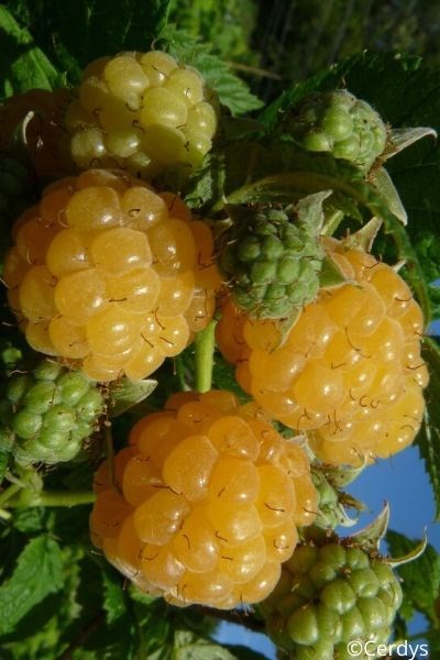 Framboisier 'golden everest' taille du pot - en pot de 1,5 litres