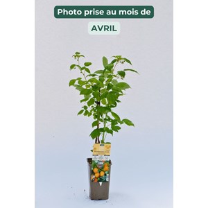 Framboisier 'golden everest' taille du p