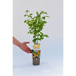 Framboisier 'golden everest' taille du p