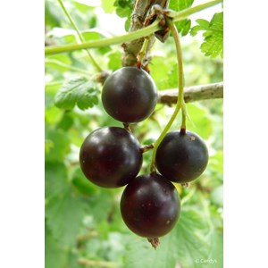 Caseille 'josta' taille du pot - en pot de 1,5 litres