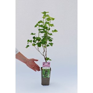 Caseille 'josta' taille du pot - en pot