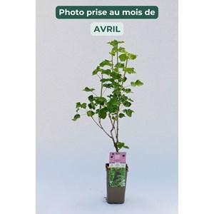 Caseille 'josta' taille du pot - en pot