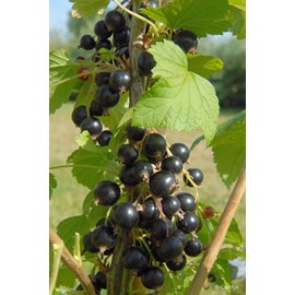 Cassis 'blackdown' taille du pot - en po