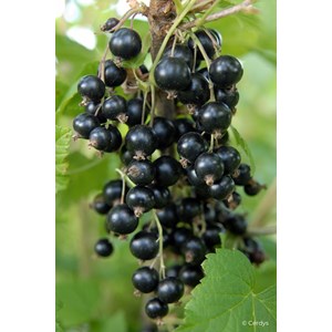 Cassis 'andega' taille du pot - en pot de 1,5 litres