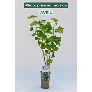 Cassis 'andega' taille du pot - en pot d