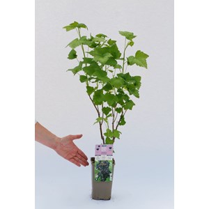 Cassis 'andega' taille du pot - en pot d