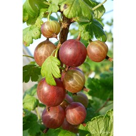 Groseillier à maquereau 'captivator' ta