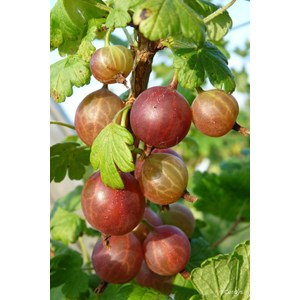 Groseillier à maquereau 'captivator' ta