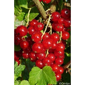 Groseillier 'jonkheer van tets' taille du pot - en pot de 1,5 litres