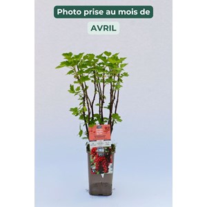 Groseillier 'jonkheer van tets' taille d