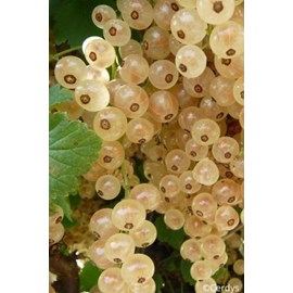 Groseillier 'blanka' taille du pot - en