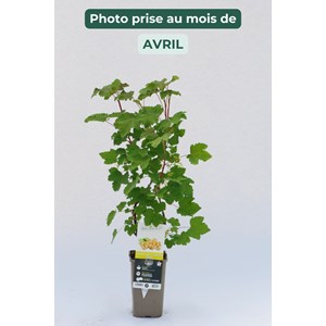 Groseillier 'blanka' taille du pot - en