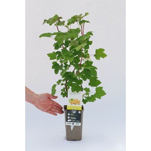 Groseillier 'blanka' taille du pot - en
