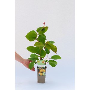 Kiwi autofertile 'jenny' taille du pot -