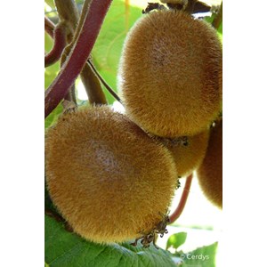 Kiwi autofertile 'jenny' taille du pot -