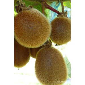 Kiwi autofertile 'jenny' taille du pot -
