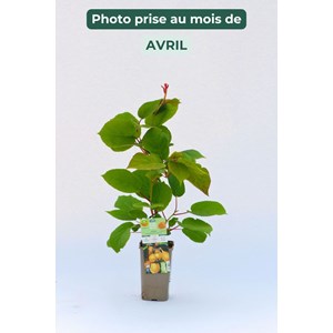 Kiwi autofertile 'jenny' taille du pot -