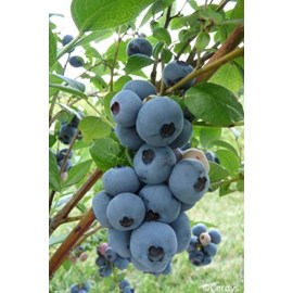 Myrtille 'brigitta blue' taille du pot -