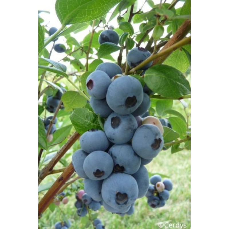 Roué Pépinières - Myrtille 'brigitta blue' taille du pot - en pot de 1,5 litres
