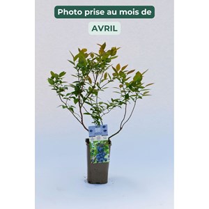 Myrtille 'brigitta blue' taille du pot -