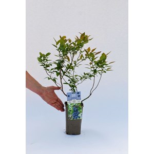 Myrtille 'brigitta blue' taille du pot -