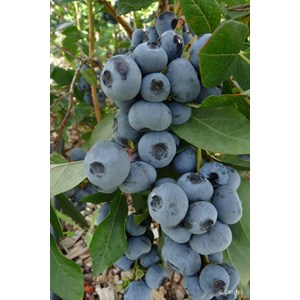 Myrtille 'patriot' taille du pot - en po