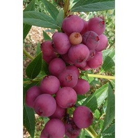 Myrtille 'pink lemonade' taille du pot -