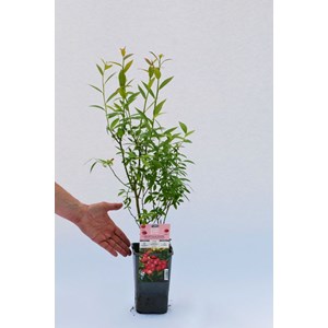 Myrtille 'pink lemonade' taille du pot -