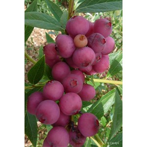 Myrtille 'pink lemonade' taille du pot -