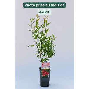 Myrtille 'pink lemonade' taille du pot -