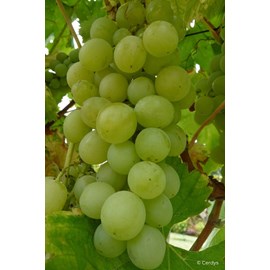 Vigne 'italia' taille du pot - en pot de