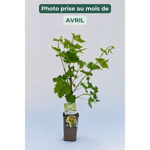 Vigne 'italia' taille du pot - en pot de
