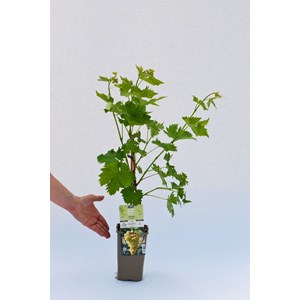 Vigne 'italia' taille du pot - en pot de