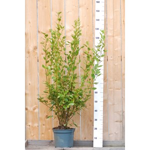 Griseline du littoral taille du pot - en