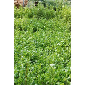 Griseline du littoral taille du pot - en