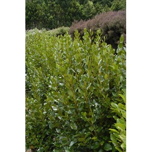 Griseline du littoral taille du pot - en pot de 3 litres