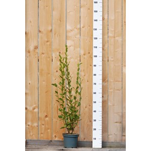 Griseline du littoral taille du pot - en