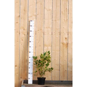 Griseline du littoral taille du pot - en