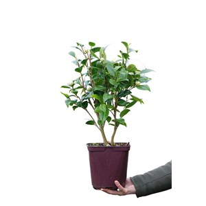 Camélia 'brushfield's yellow' taille du