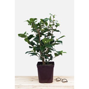 Camélia 'brushfield's yellow' taille du