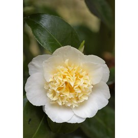 Camélia 'brushfield's yellow' taille du