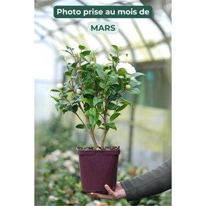 Camélia 'brushfield's yellow' taille du