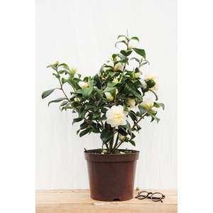 Camélia 'brushfield's yellow' taille du