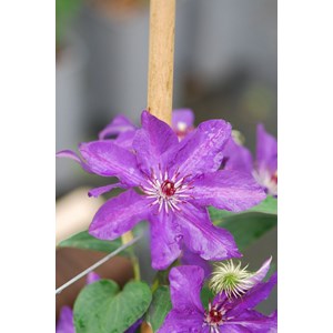 Clématite 'the président' taille du po