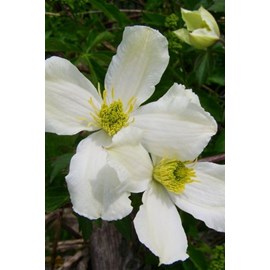 Clématite 'grandiflora' taille du pot -