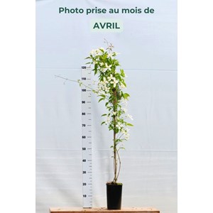 Clématite 'grandiflora' taille du pot -